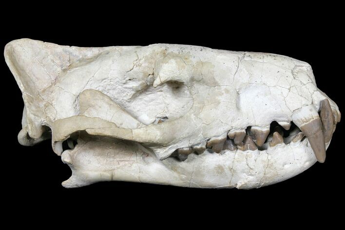Fossil Hyaenodon Skull - South Dakota #131362